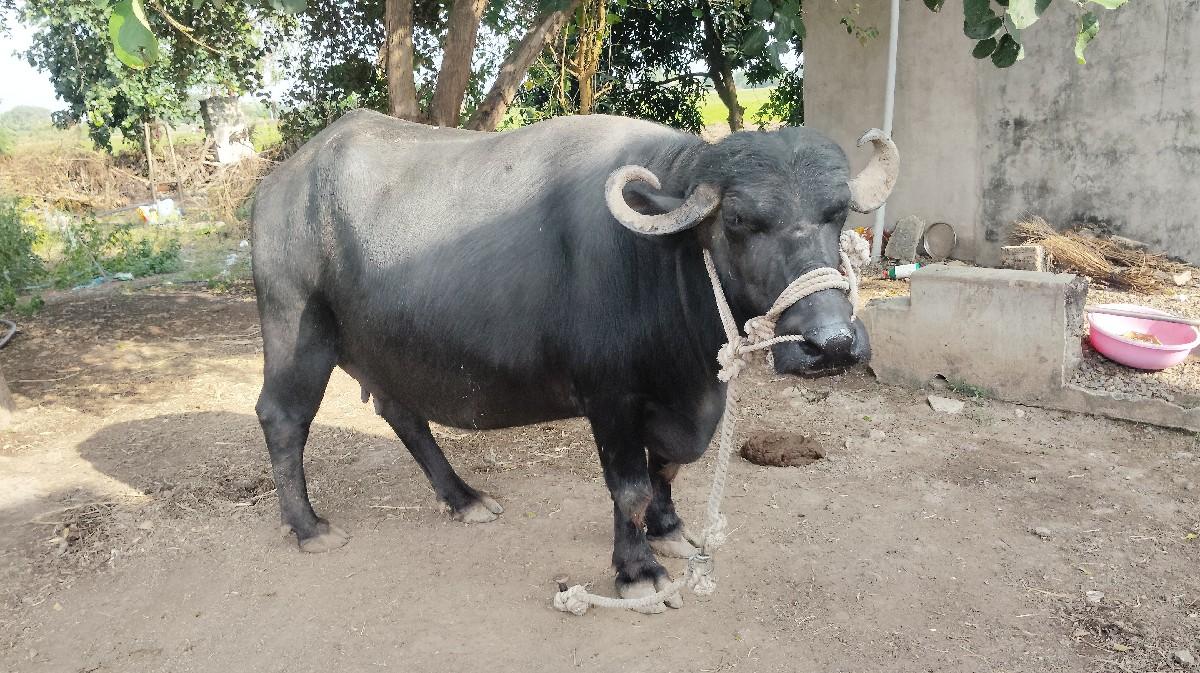 ભેંસ વેચવા ની છે