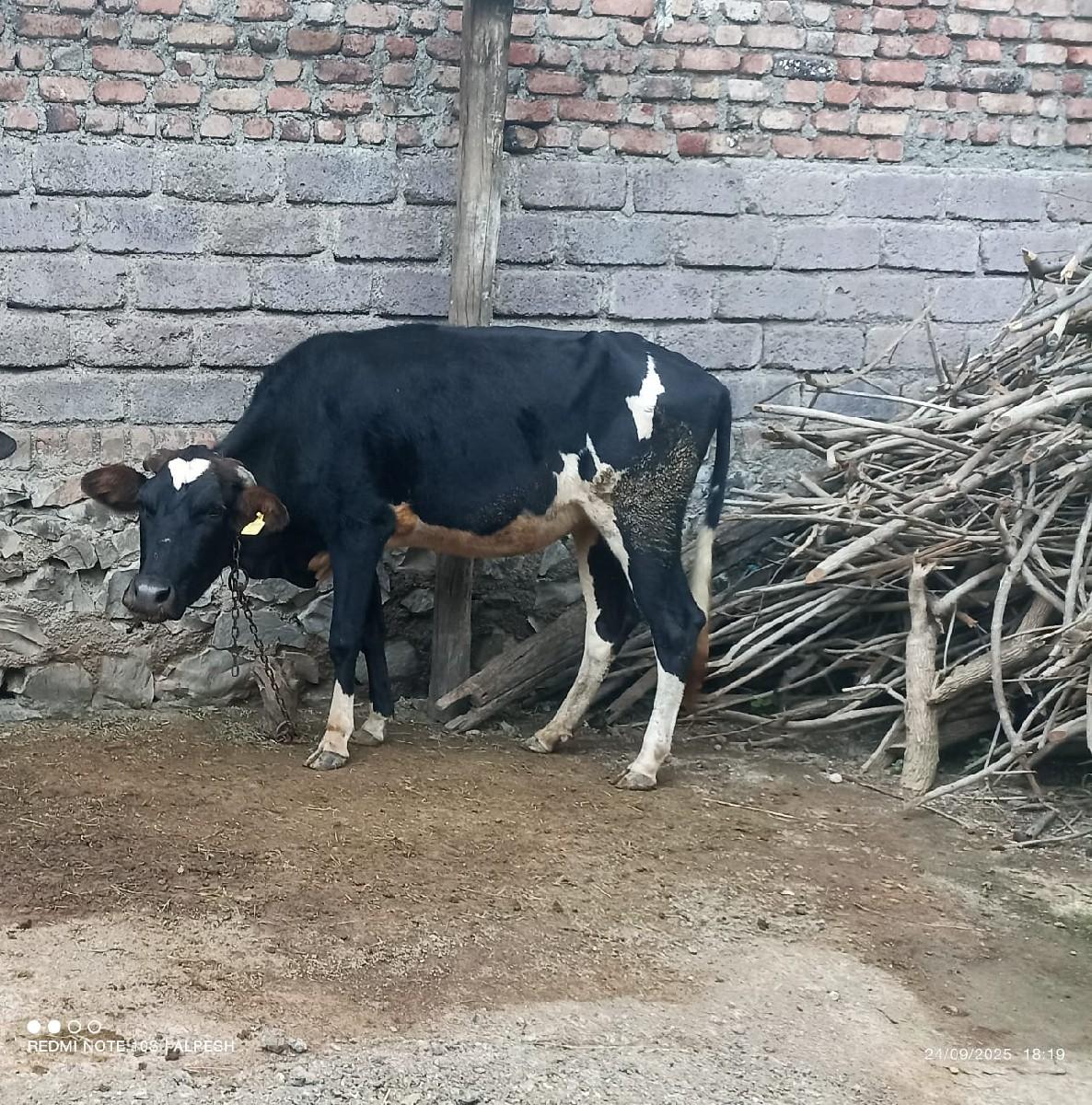 થંબનેલ 2