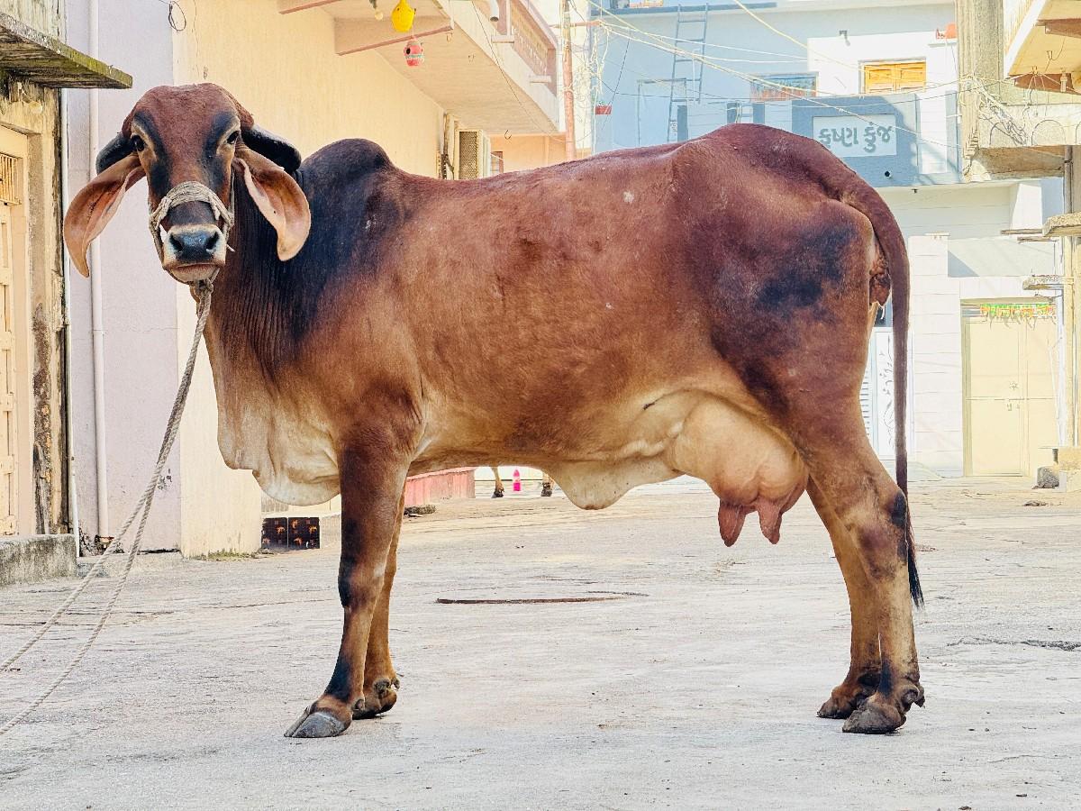 ગાય વેચવાની છે