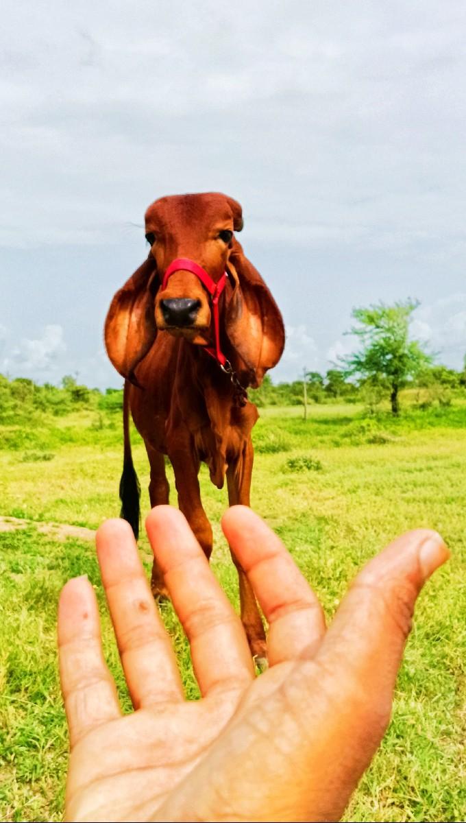 હા વાંસળી દેવાની છે