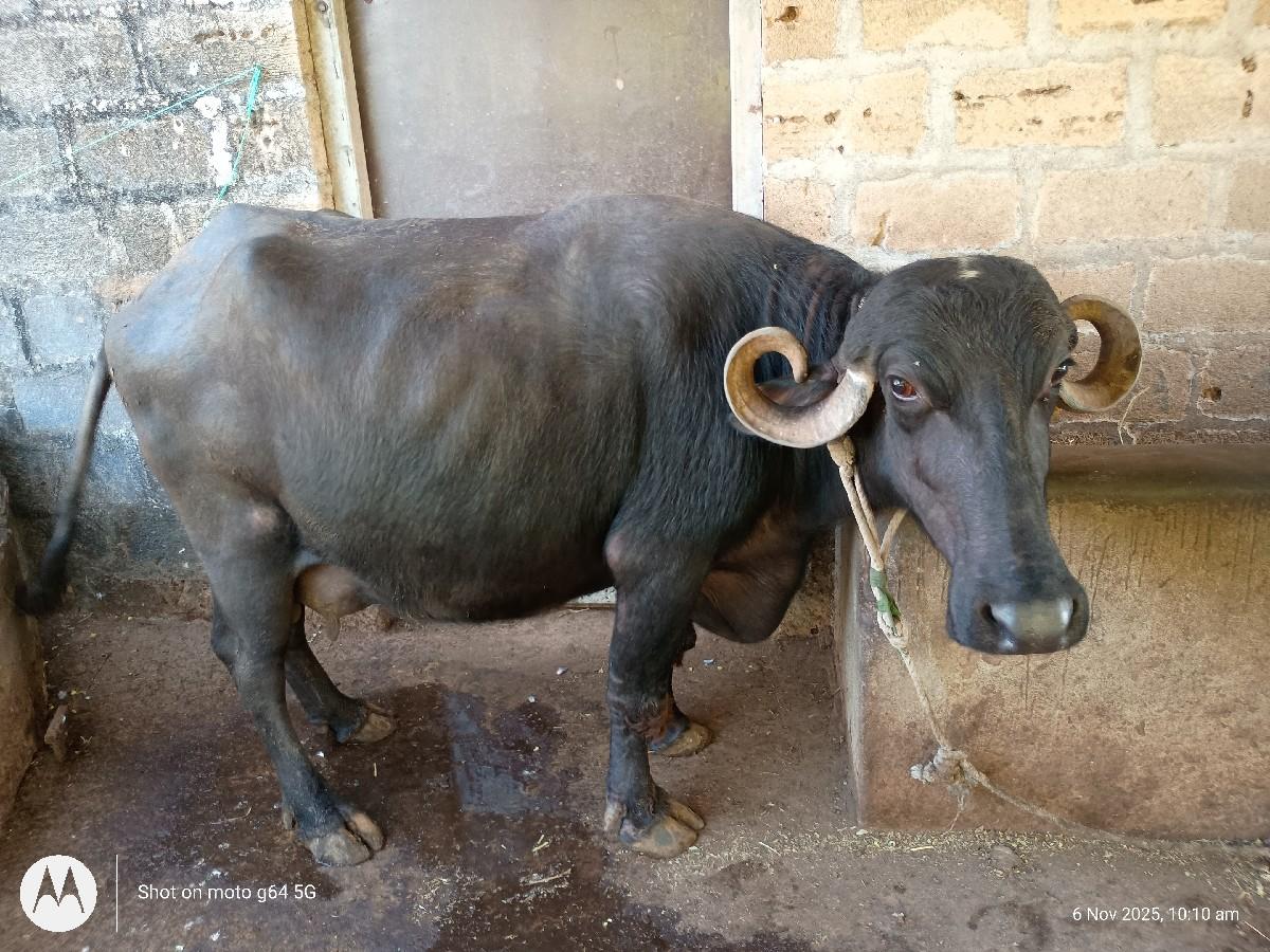 થંબનેલ 2