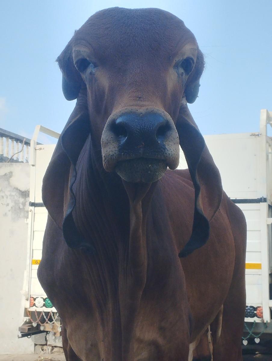 ગીર ખૂટ સાટા કરવાના છે