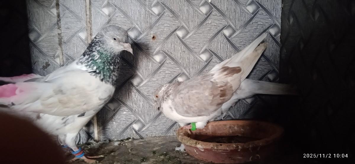 kabutar vechvano se kansro nar