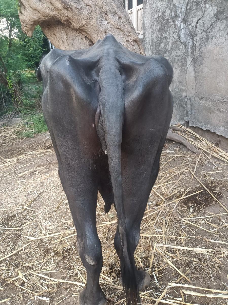 થંબનેલ 3