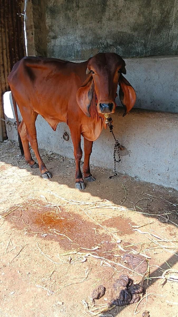 2 ઓરીજનલ ગીર વાછડીયો વેચવાની છે