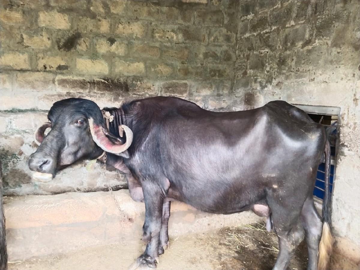 થંબનેલ 2