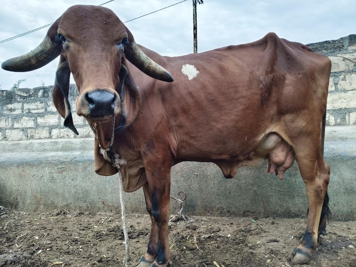 થંબનેલ 2