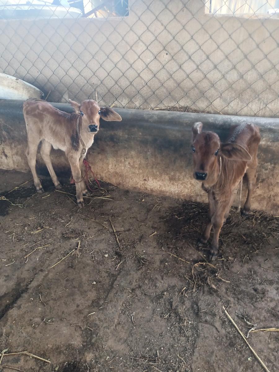 થંબનેલ 3