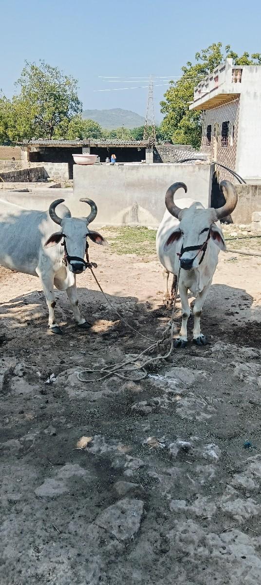 થંબનેલ 3