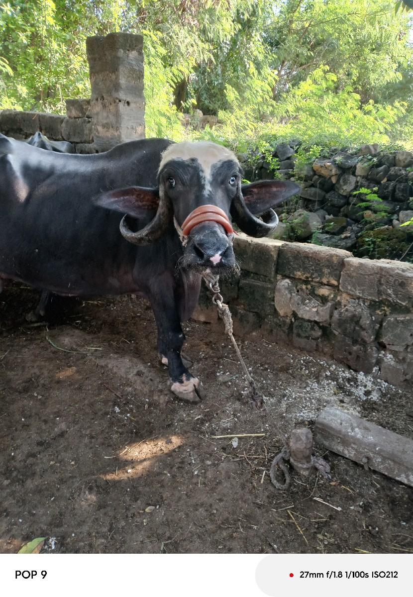 થંબનેલ 2