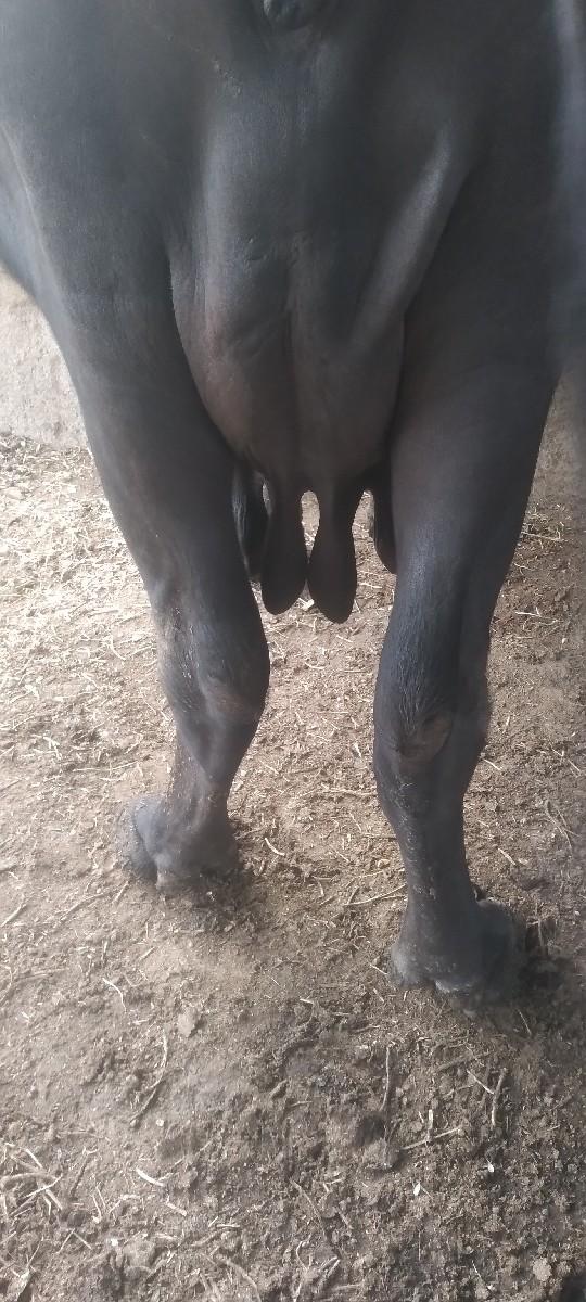 ભેંસ વેચવાની છે