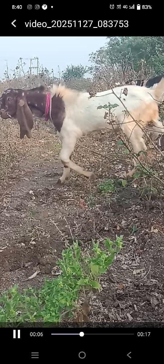 રાજસ્થાની બકરો વેચવાનો છે