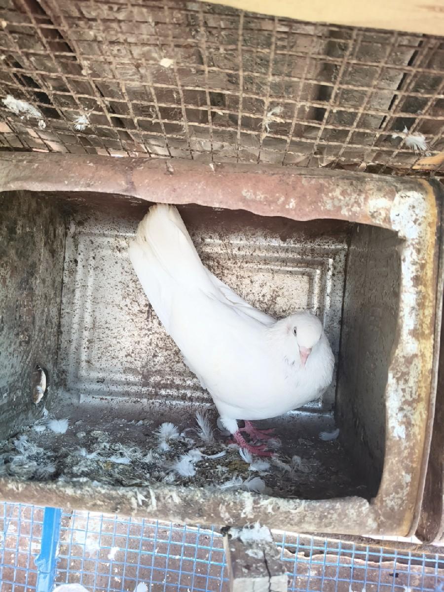 વેચવાના