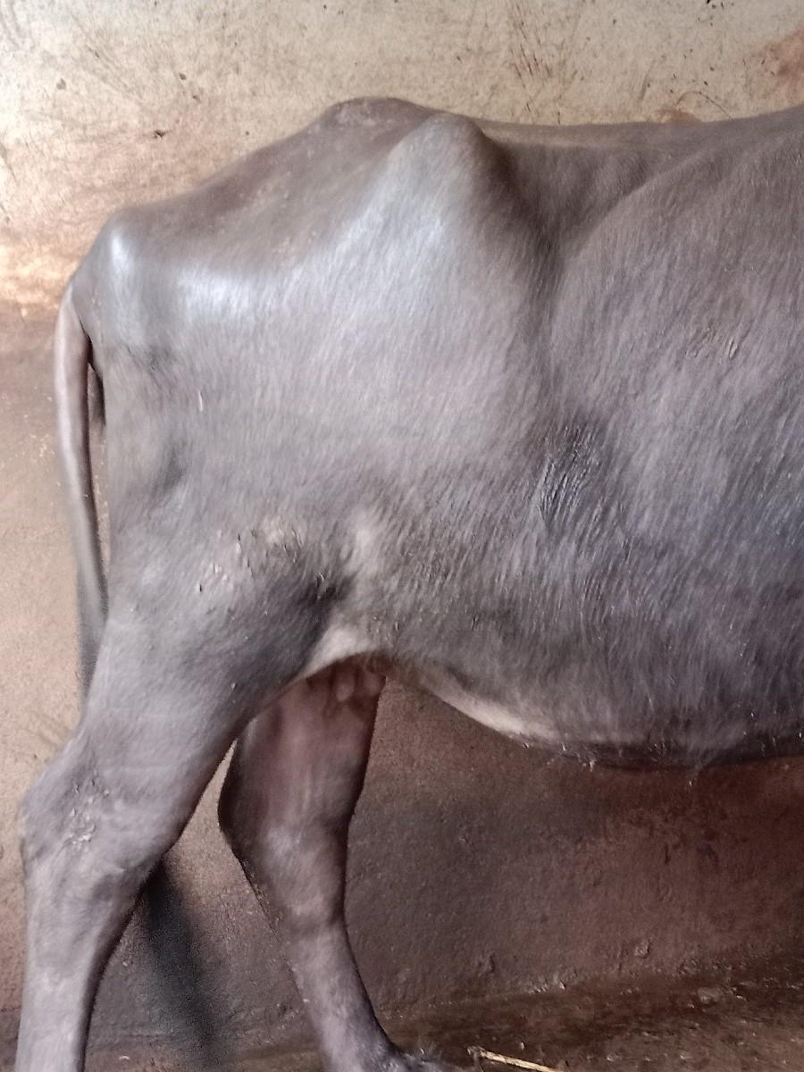 થંબનેલ 3