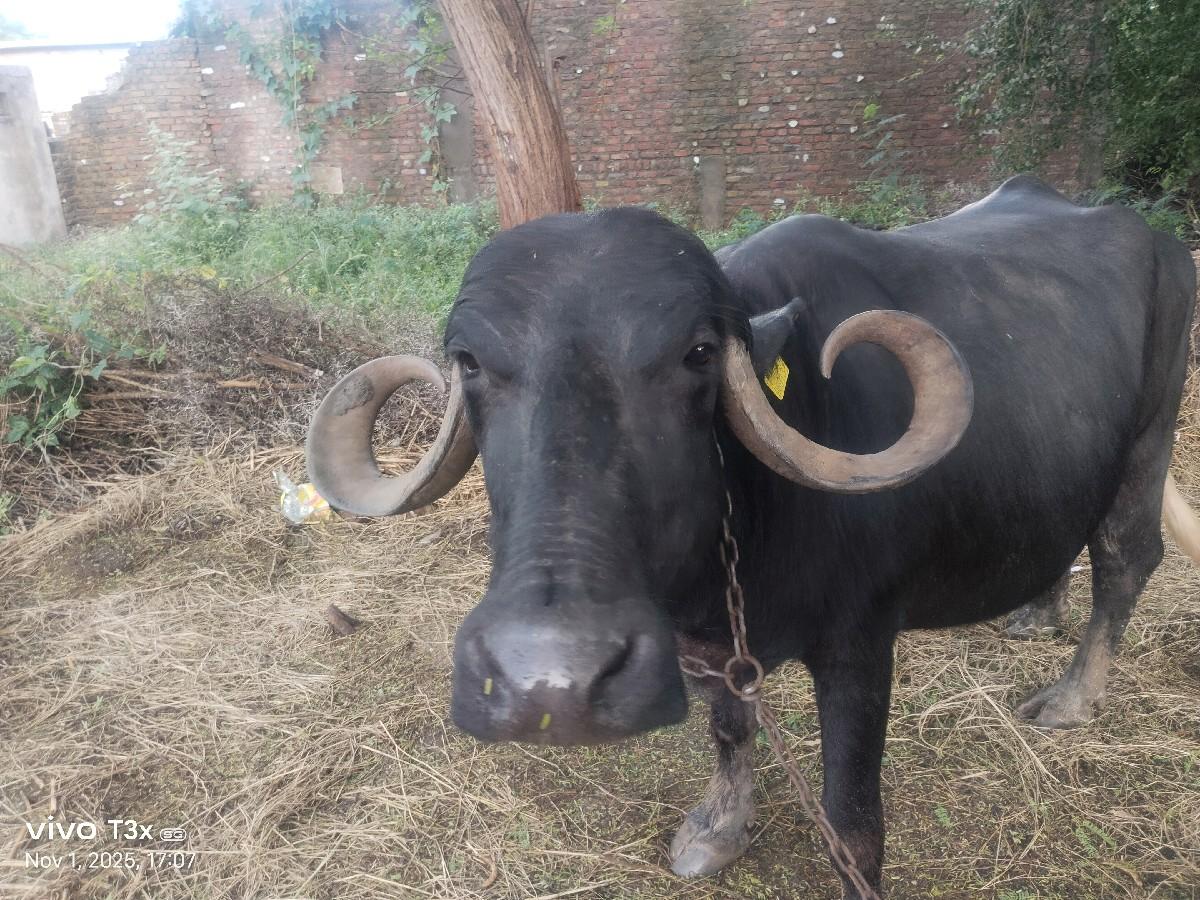 ત્રીજુ વેતર ઘરઘરાઉ ભેંશ