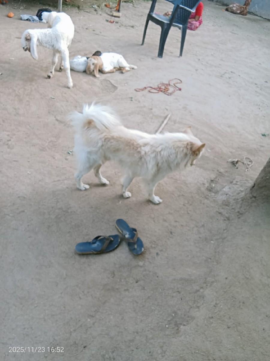 થંબનેલ 2