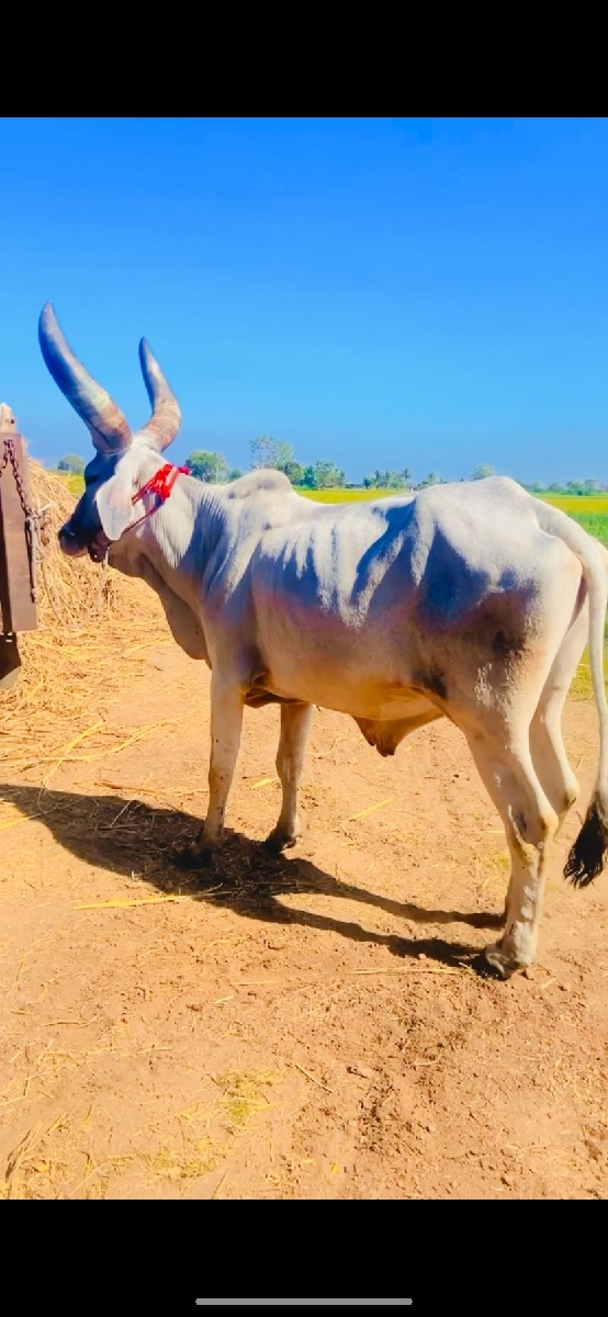 થંબનેલ 2