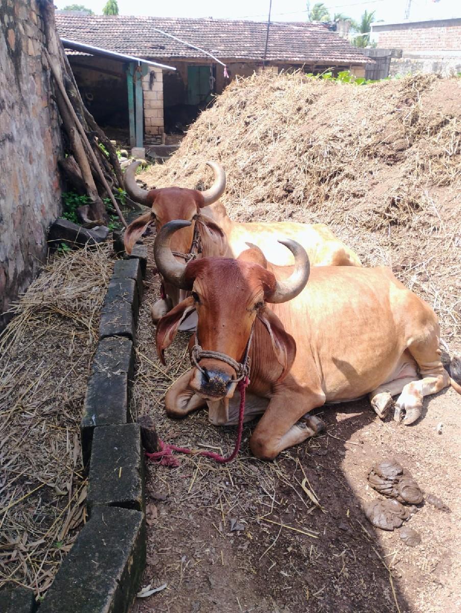 બે વાવડી કાઢેલા