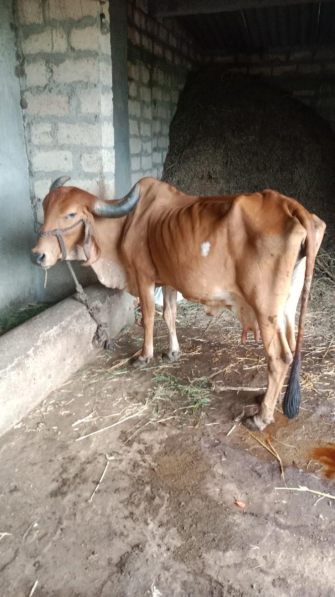 થંબનેલ 3