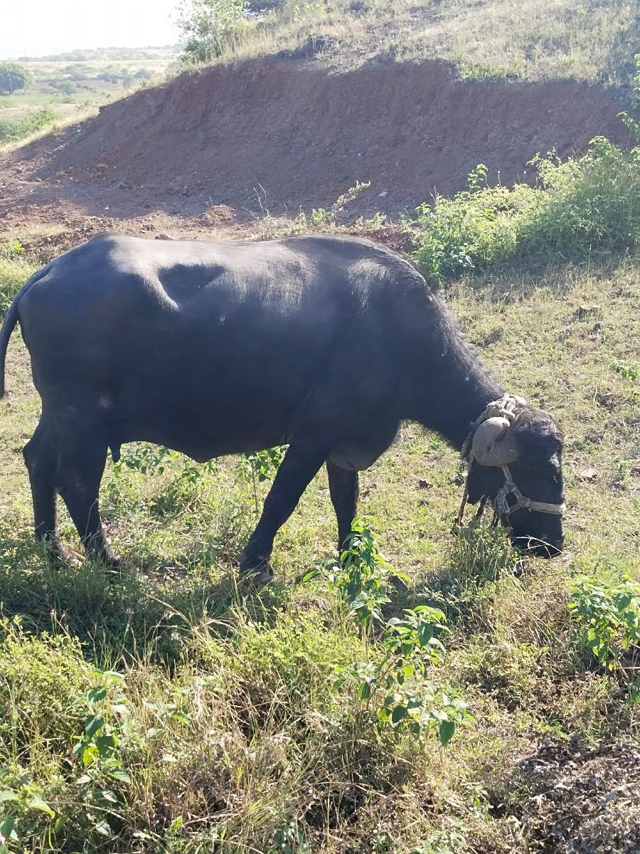 ભેંશ વેચવાની છે