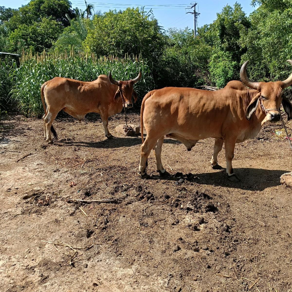 થંબનેલ 3