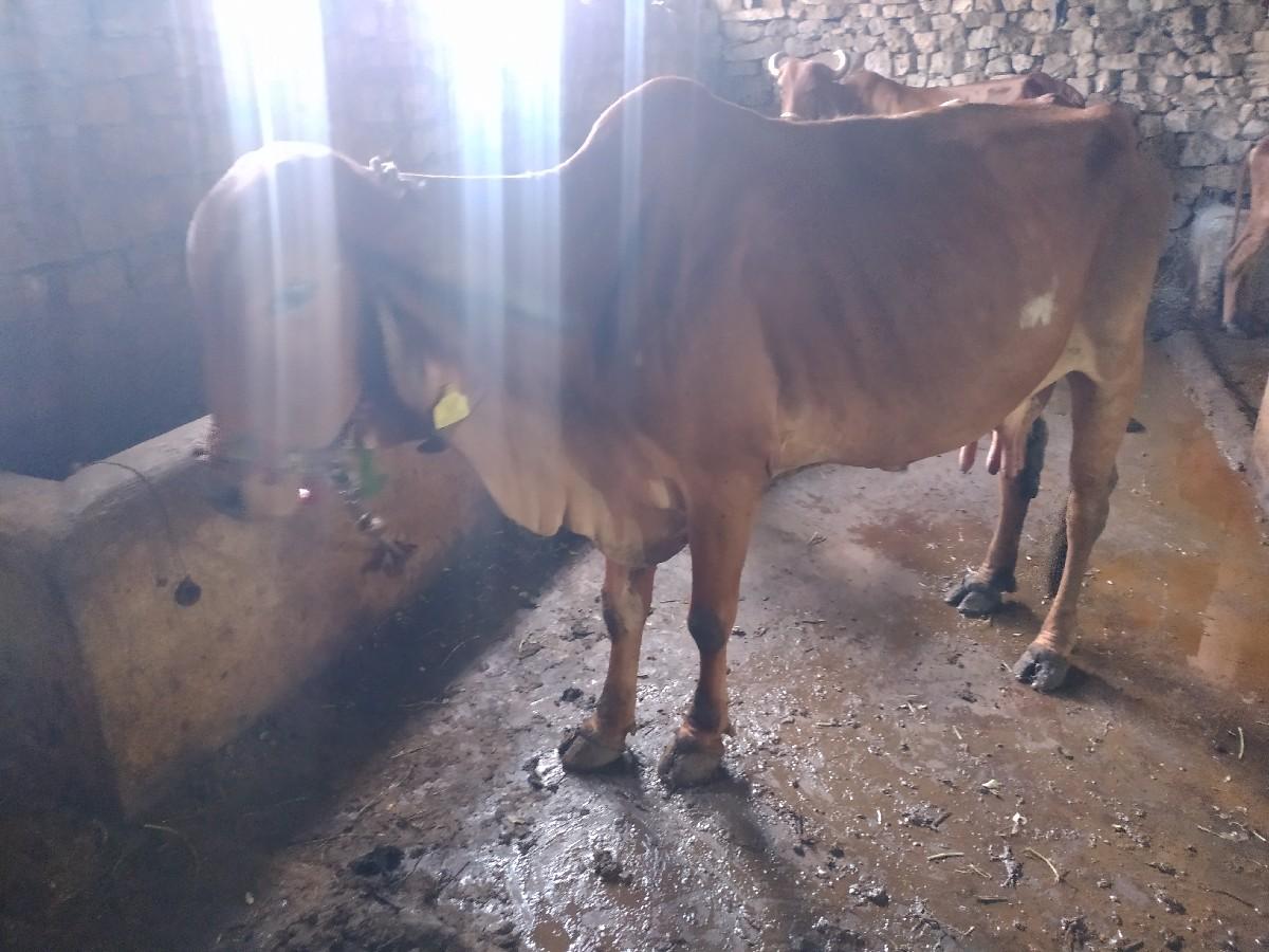 થંબનેલ 2