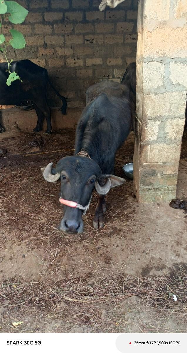 પાડી બેસવાની છે અઢી વર્ષની છે