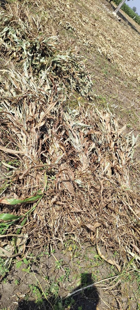 જુવાર ની નિરણ