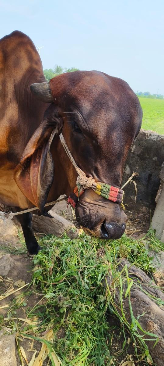 થંબનેલ 2