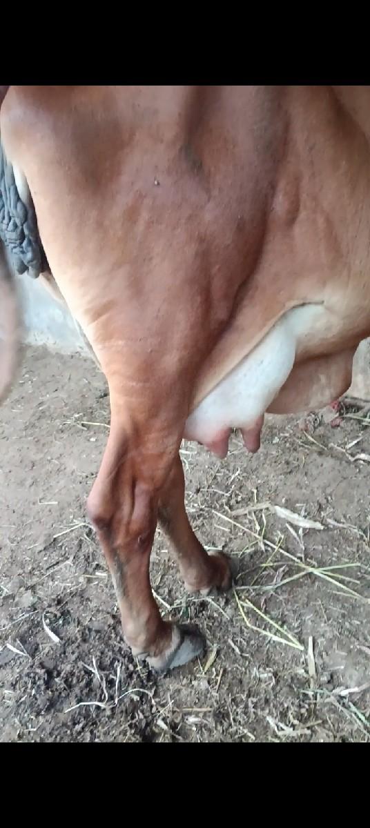 ગાય વેચવાની છે