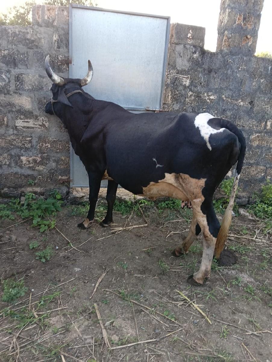 થંબનેલ 3