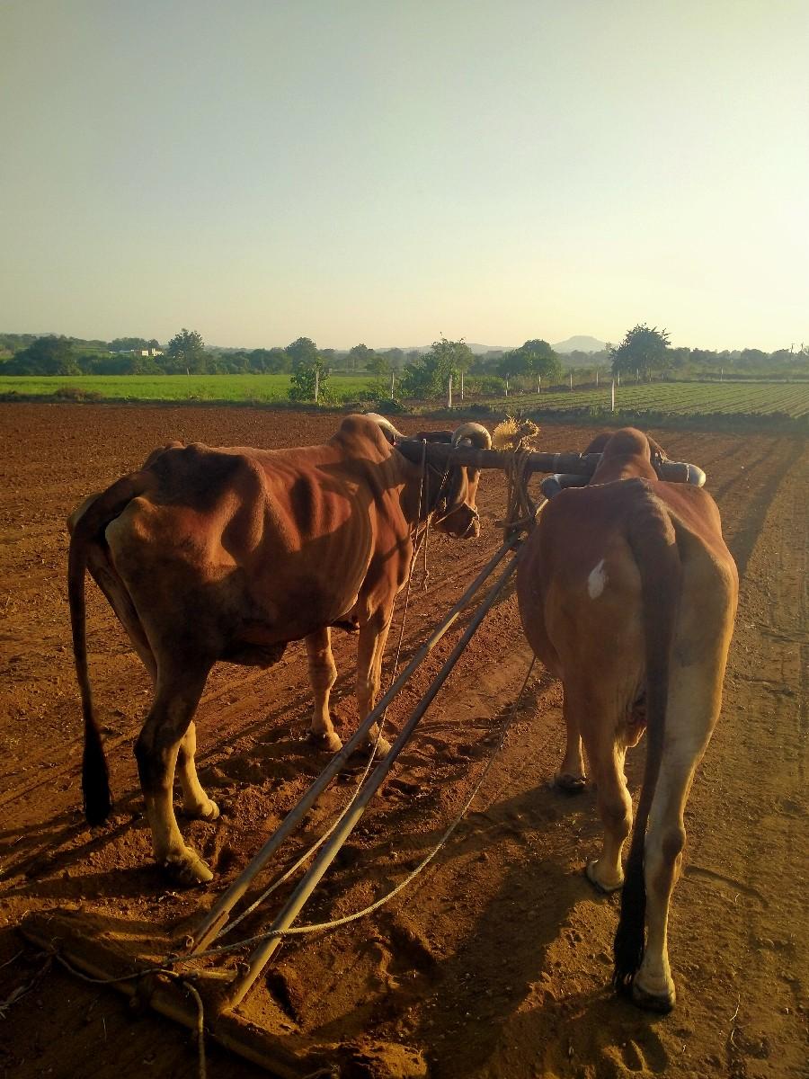 દબદધ વેચ વા ના છે