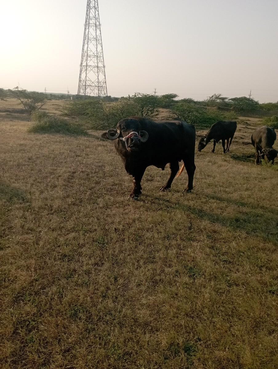 થંબનેલ 3