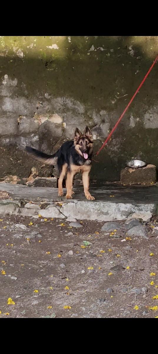 જર્મન શેફર્ડ લોંગ કોટ ફિમેલ