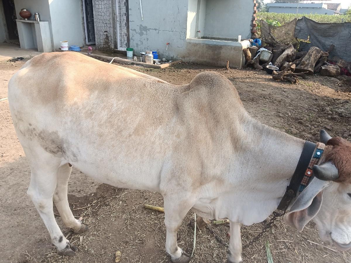 થંબનેલ 3