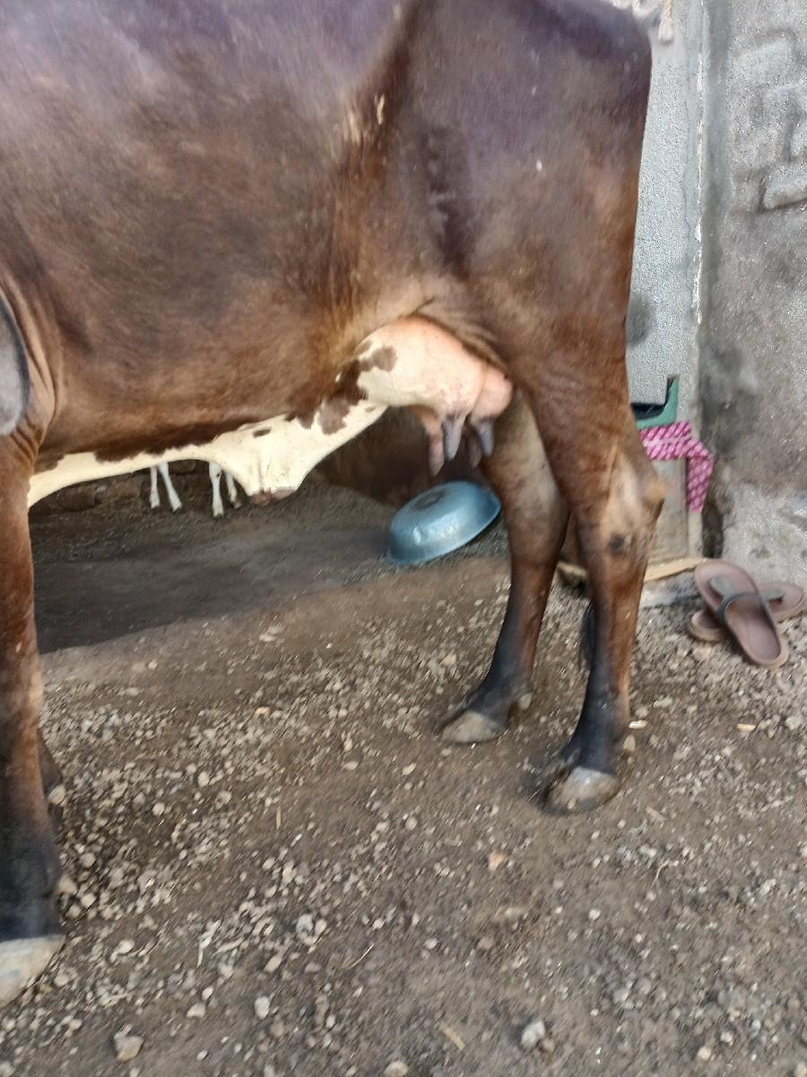 કાળી ગાય નંબર 98247 55030