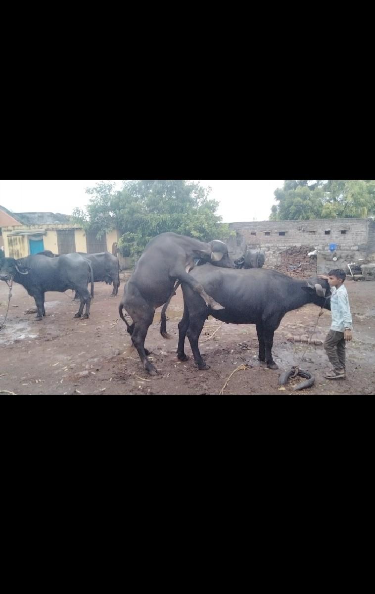 થંબનેલ 3