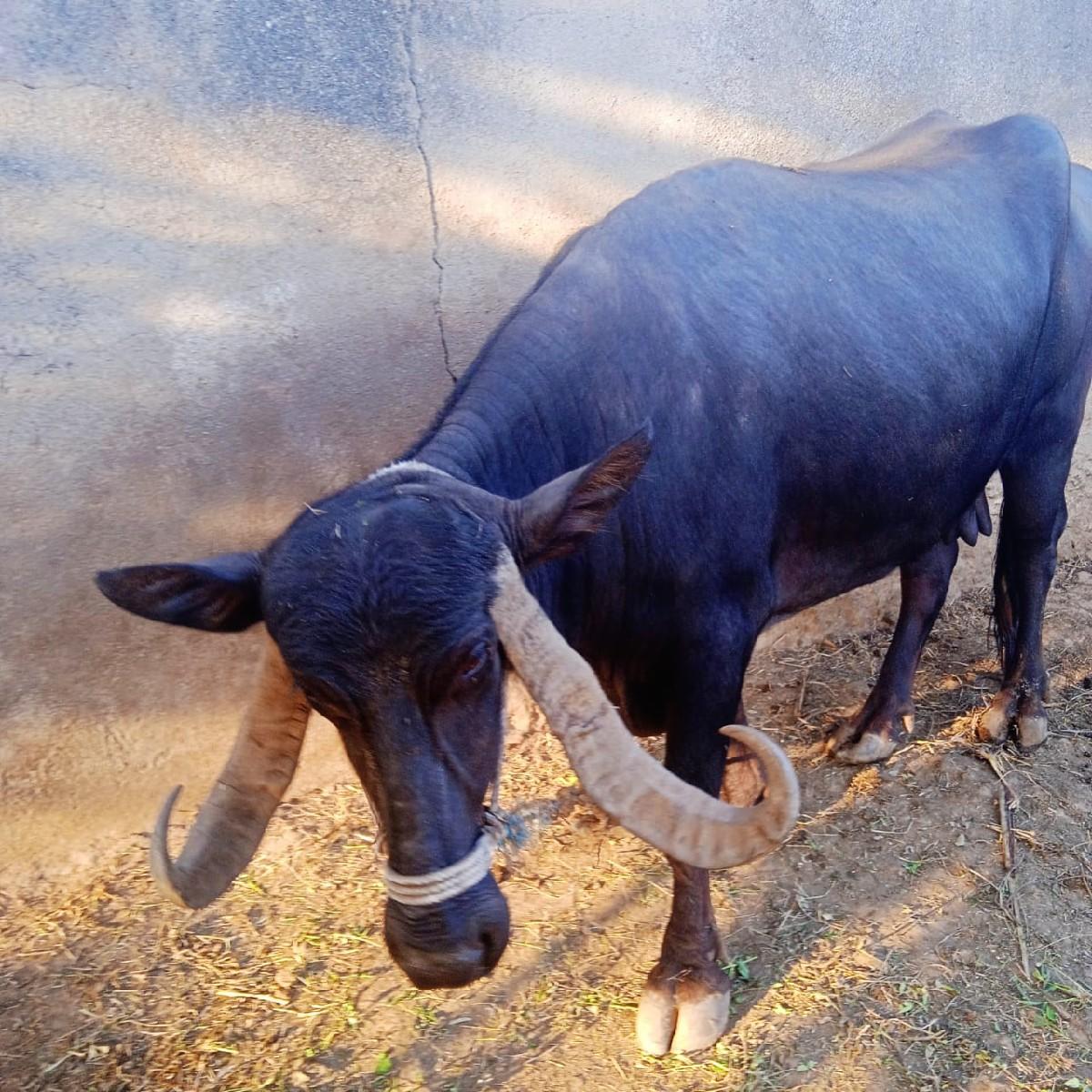 બીજા વેતર ની ભેંસ વેચવાની છે.