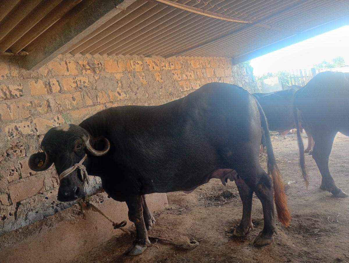 થંબનેલ 3