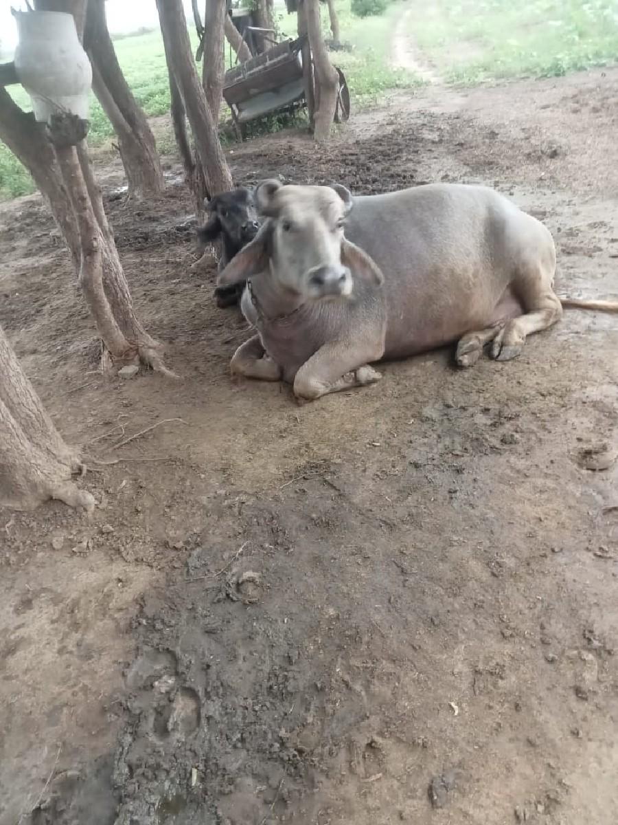 થંબનેલ 2