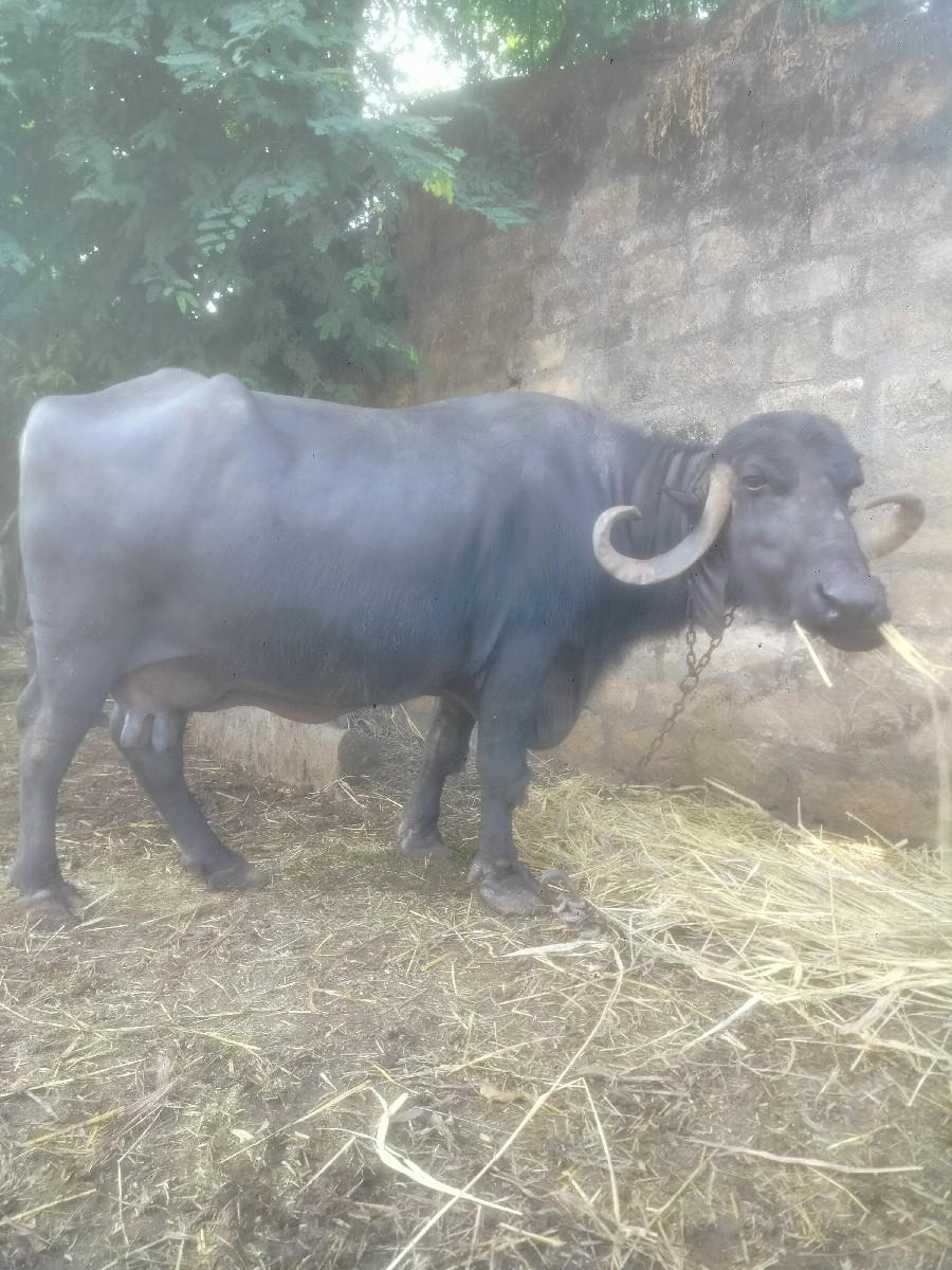 થંબનેલ 2