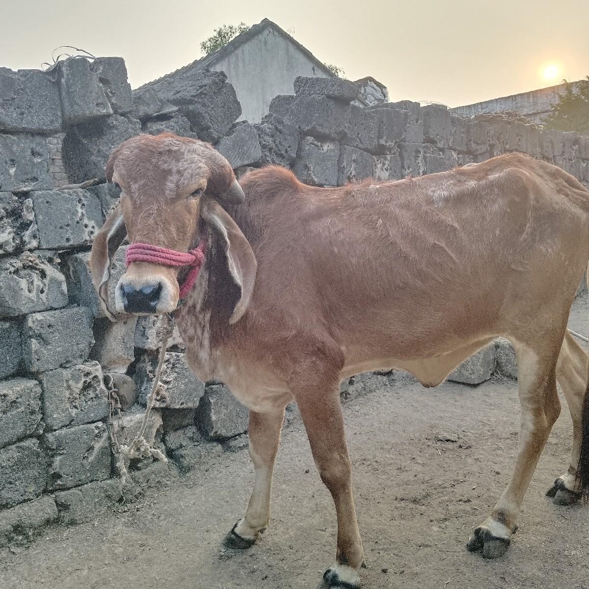 વેચવાની છે