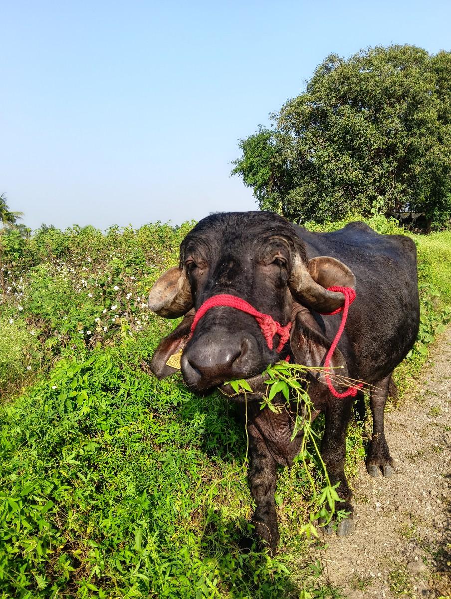 પેલા વેતરની ખળલી