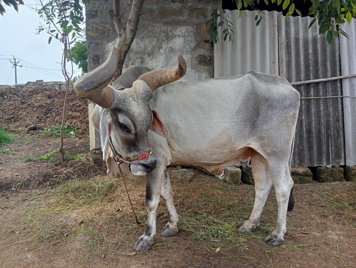 થંબનેલ 2