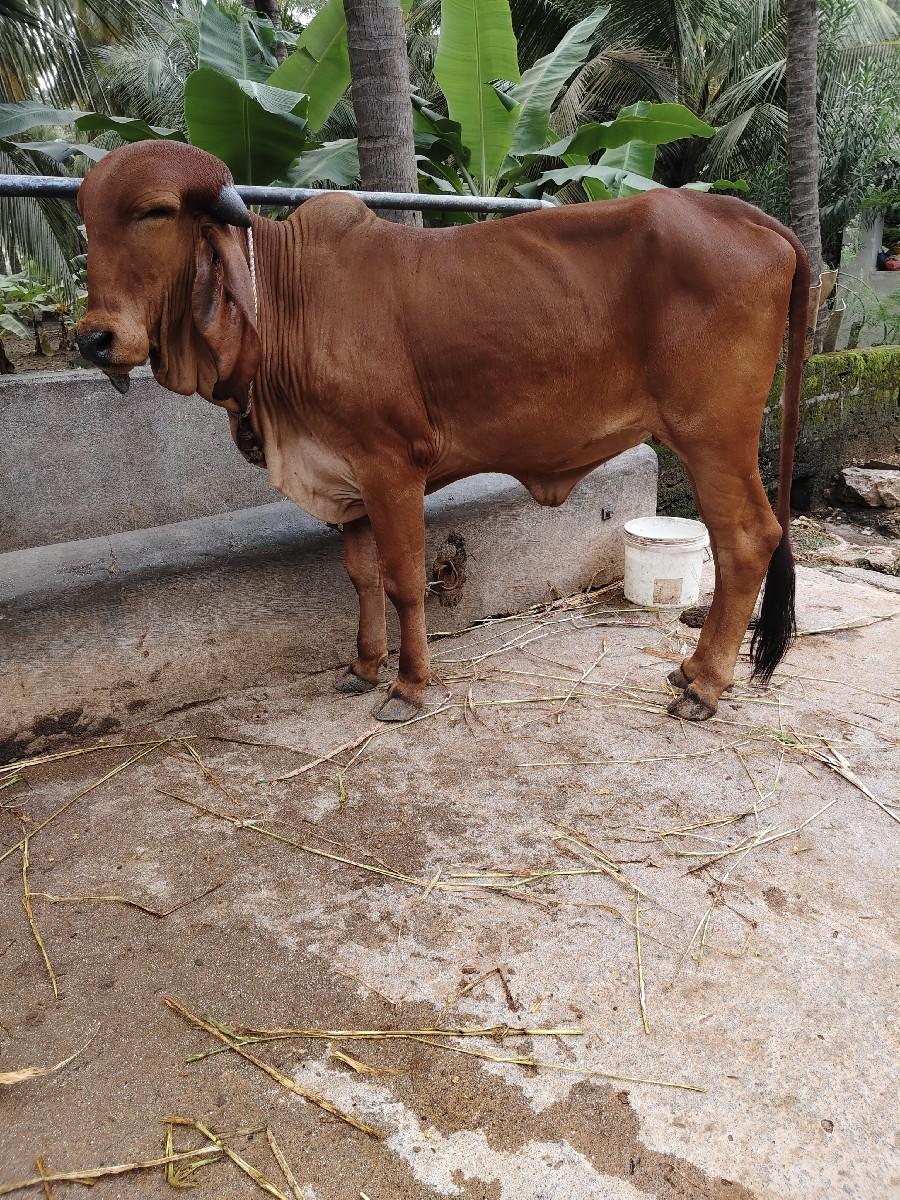 gir hodki 18 mahina ni