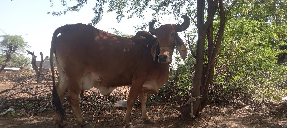 ગાય વેચવા ની છે