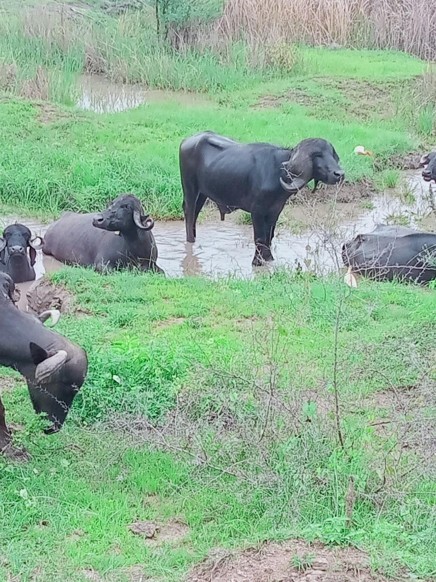 પાડો વેચવાનો છે