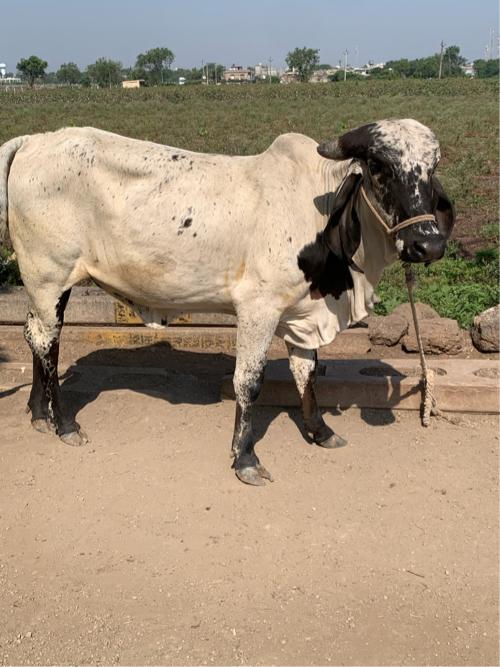 થંબનેલ 3