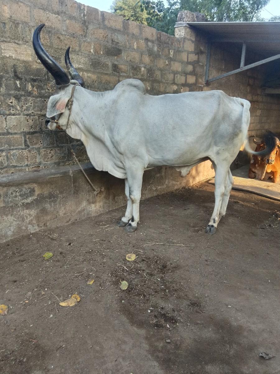 બળદ વેચવાના છે