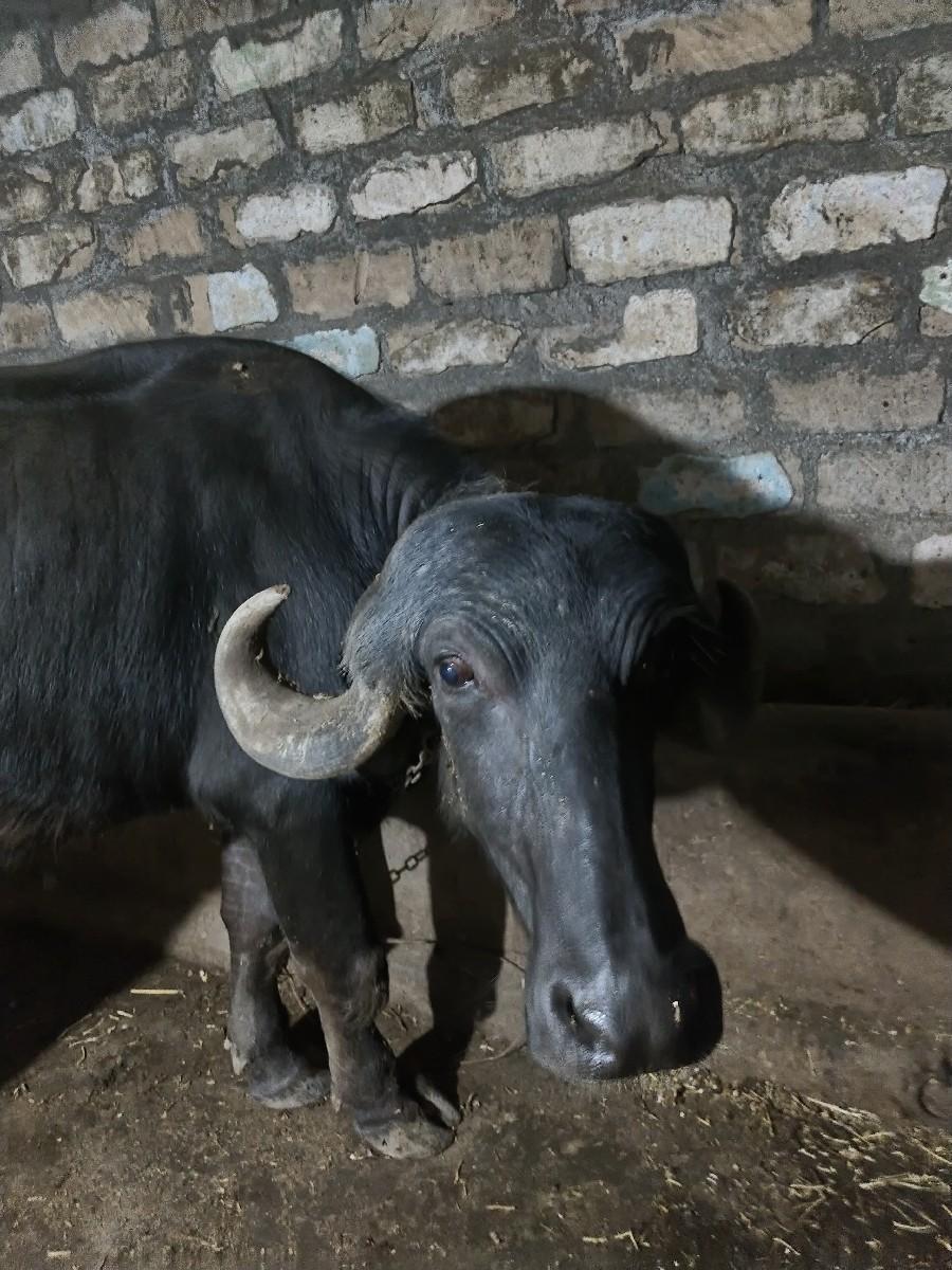 ભેંસ વેચવાની છે